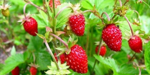 Zašto listovi jagode požute: šta učiniti